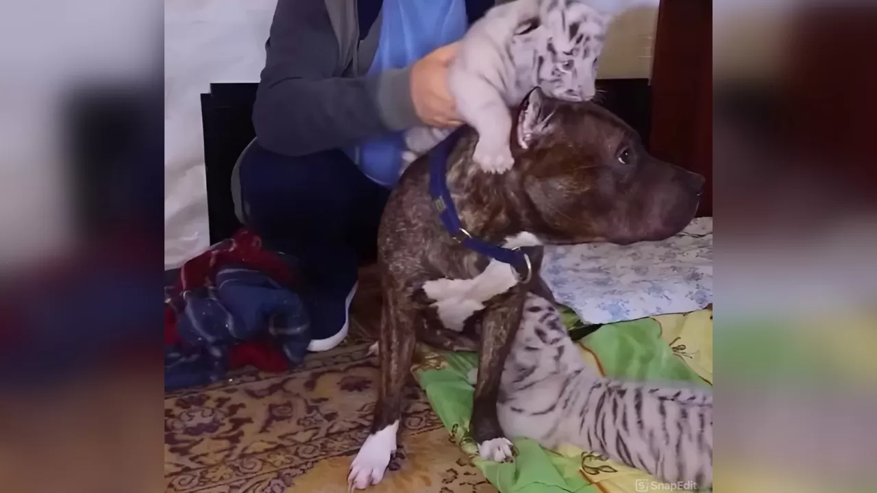 Тигрята с собакой / Скриншот