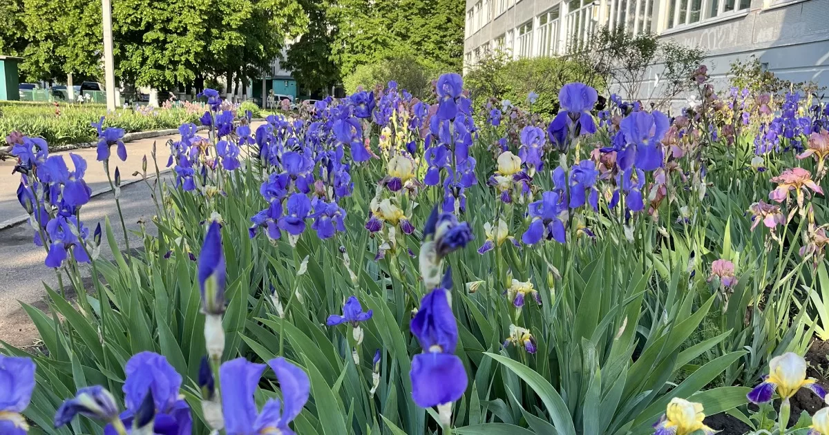 Харків. Півники / Фото Glavnoe.in.ua