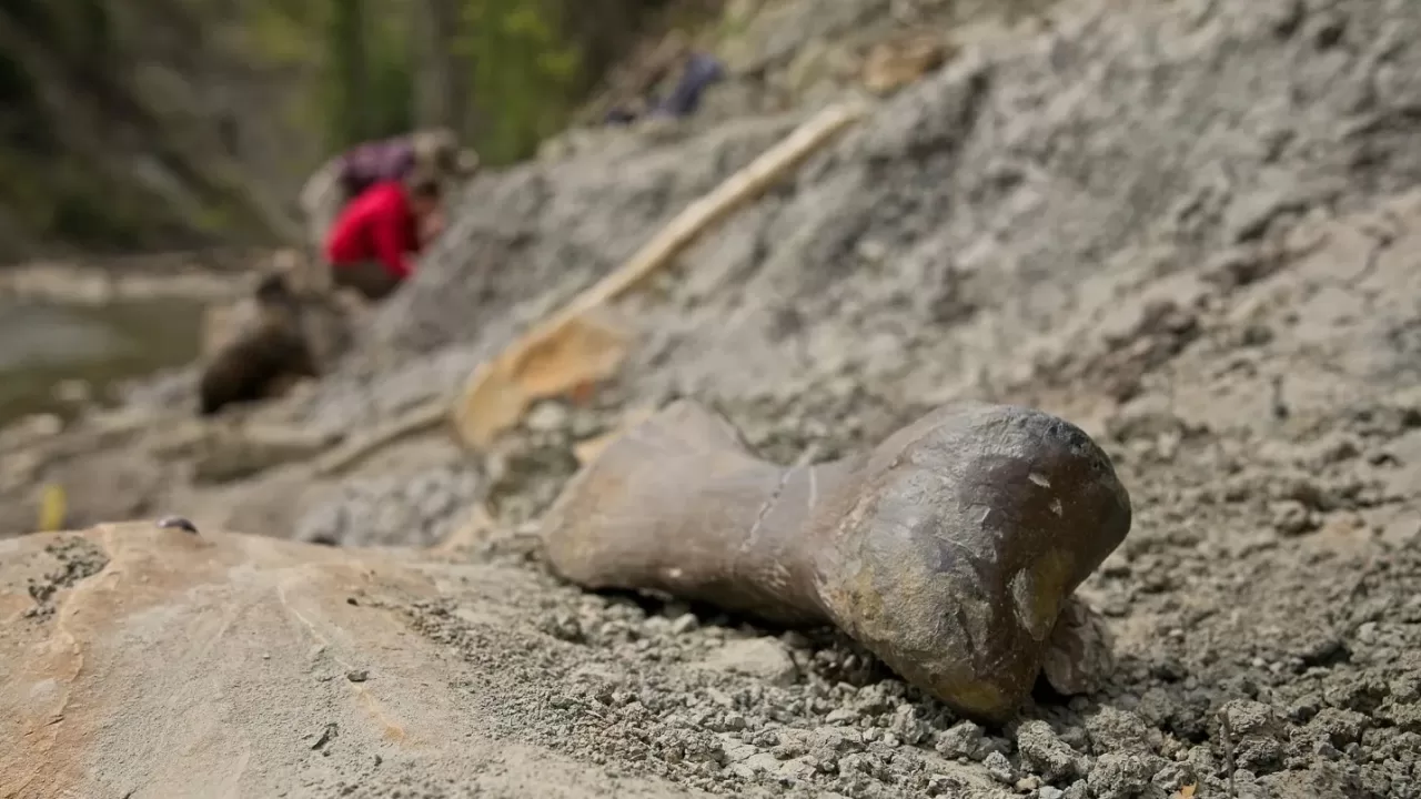 Кость пальца ноги, найденная в Дедфолл-Хиллз, месте обитания эдмонтозавра / Фото BBC News