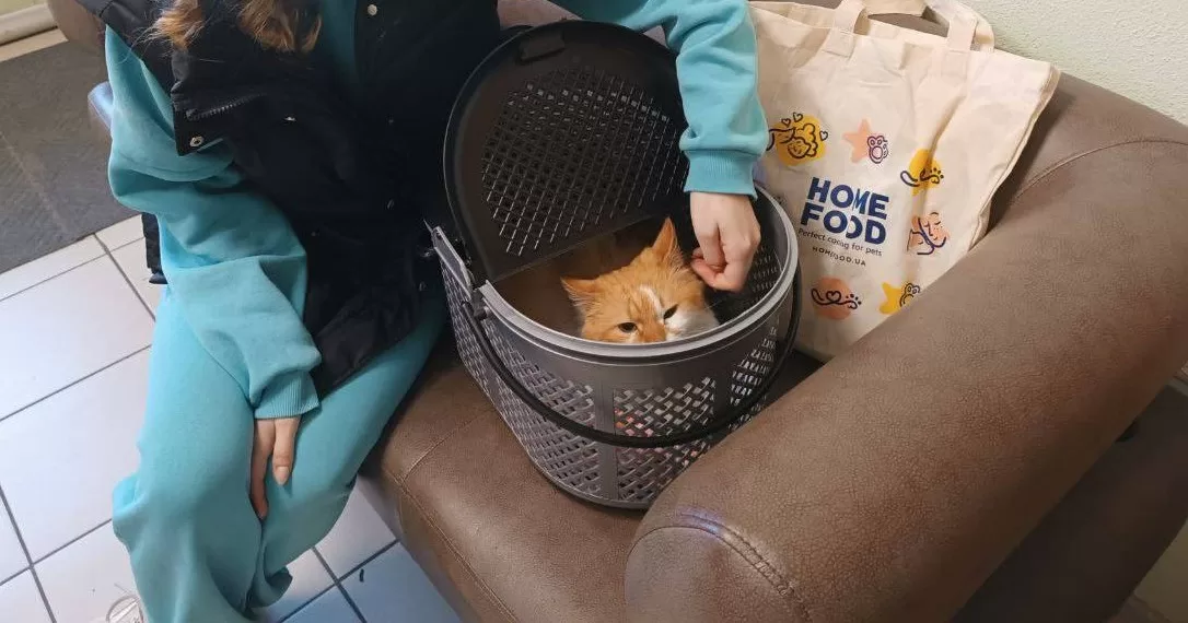 Иллюстративное фото / Фото КП Центр обращения с животными