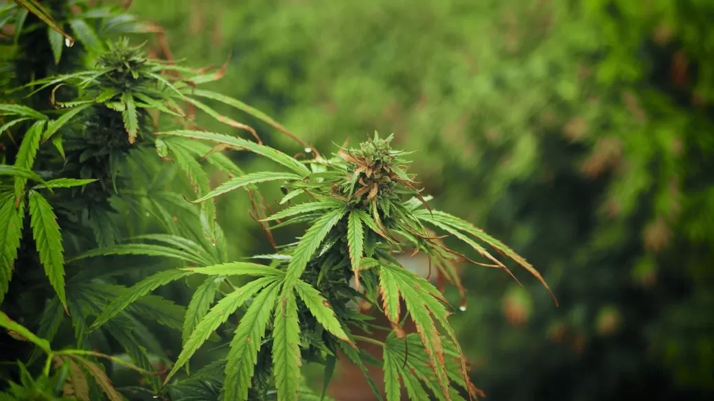 Ukraine granted permission to import medical cannabis for the first time