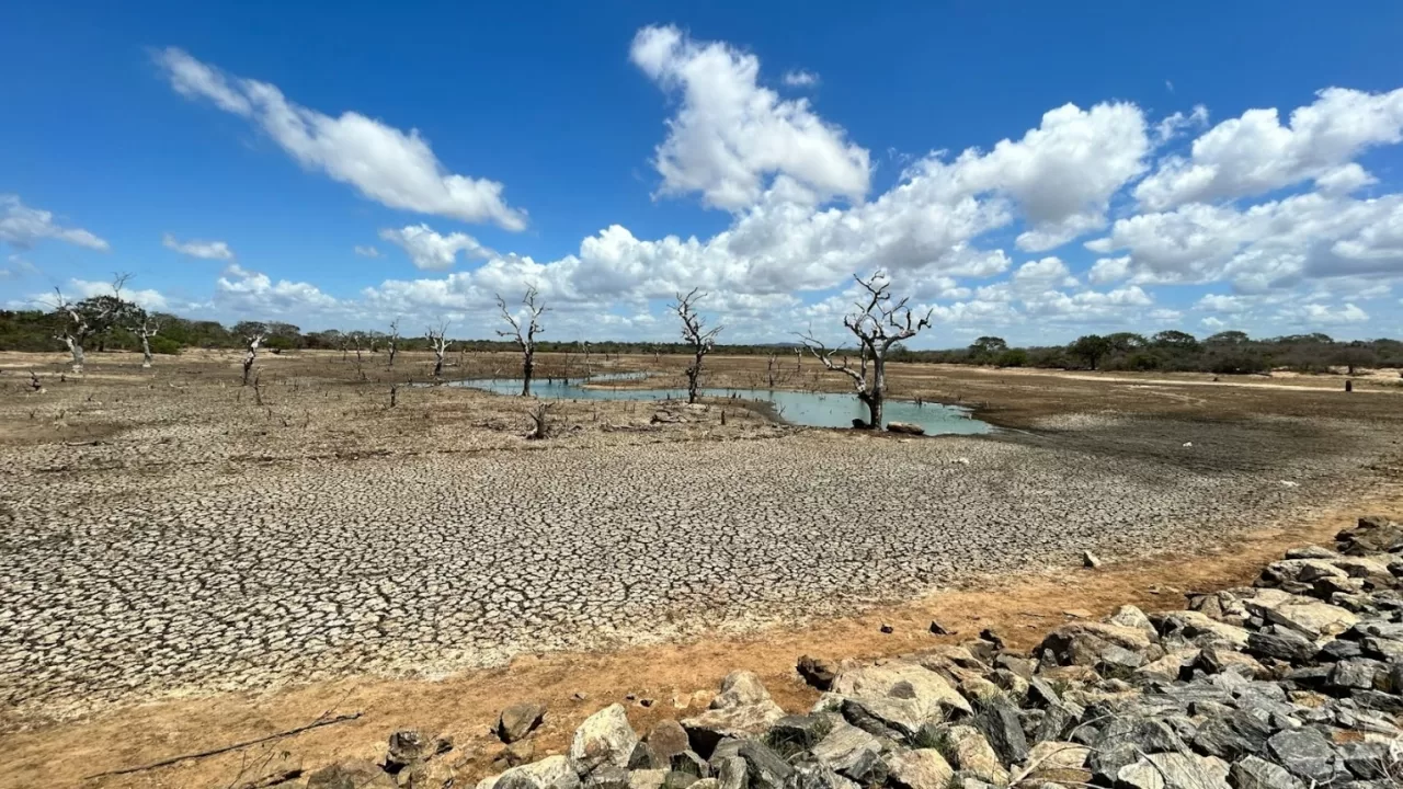 Иллюстративное фото засухи / Фото: WWF-Ukraine