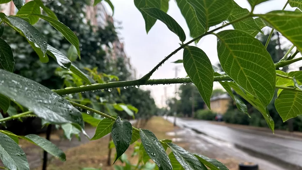 Листя горіха / Фото: Суспільне