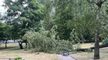 Strong gusts of wind in Kharkiv on 26 June knocked down a tree in the Kholodnohirskyi district / Photo Glavnoe.in.ua