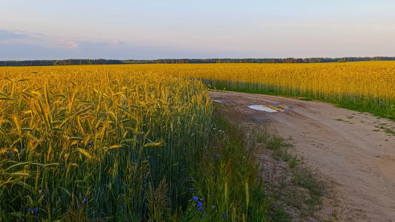 Чернігівщина / Фото з Facebook Александр Борсук