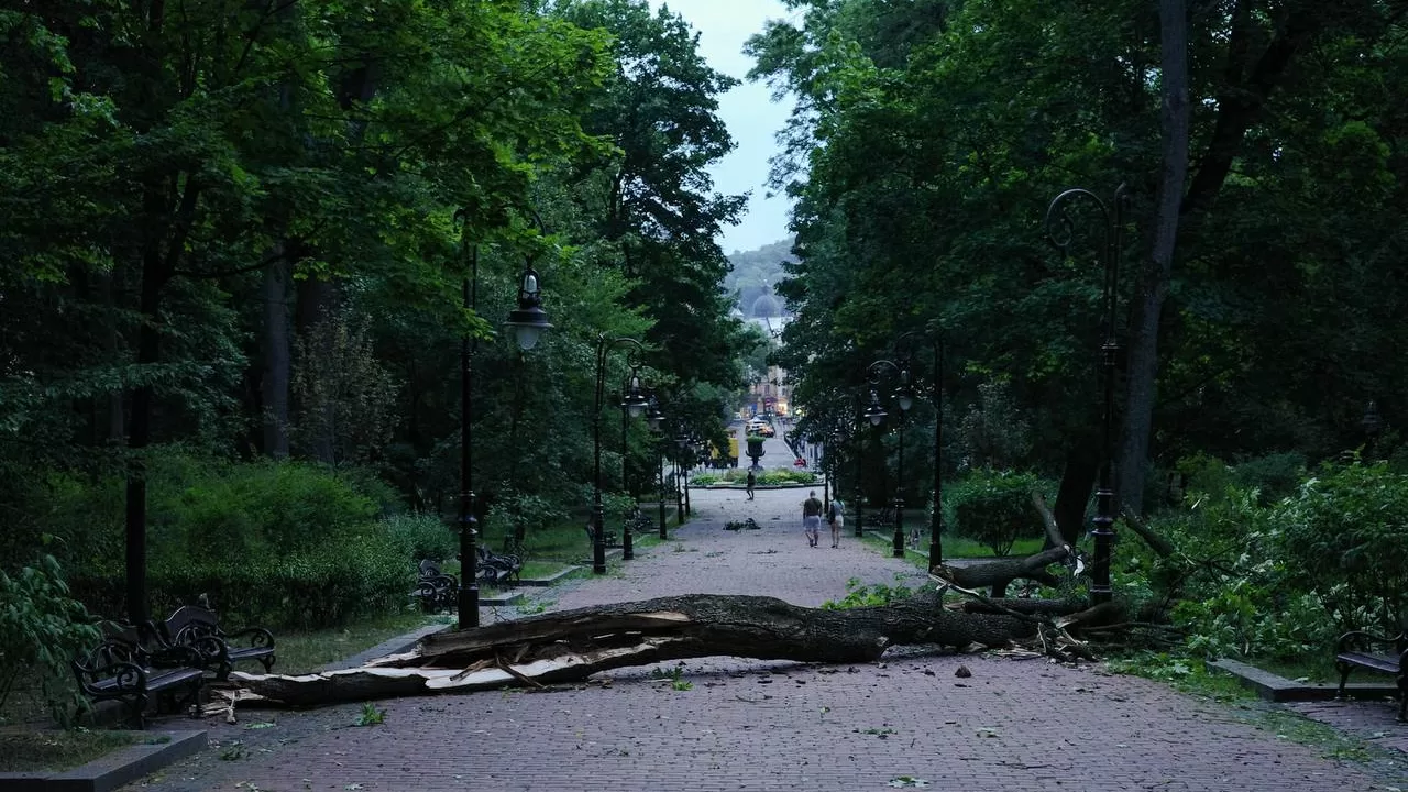 Во Львове в парке им. Ивана Франко упало дерево из-за сильного ветра / Фото: Андрей Садовой