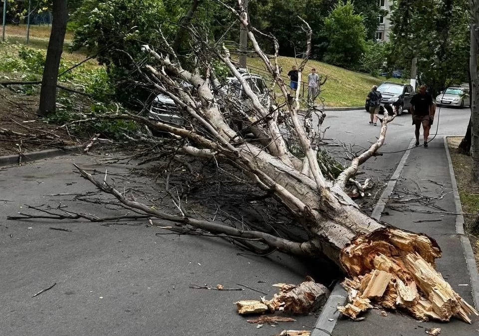 У Харкві дерево впало на машину / Фото: Telegram Харьков life
