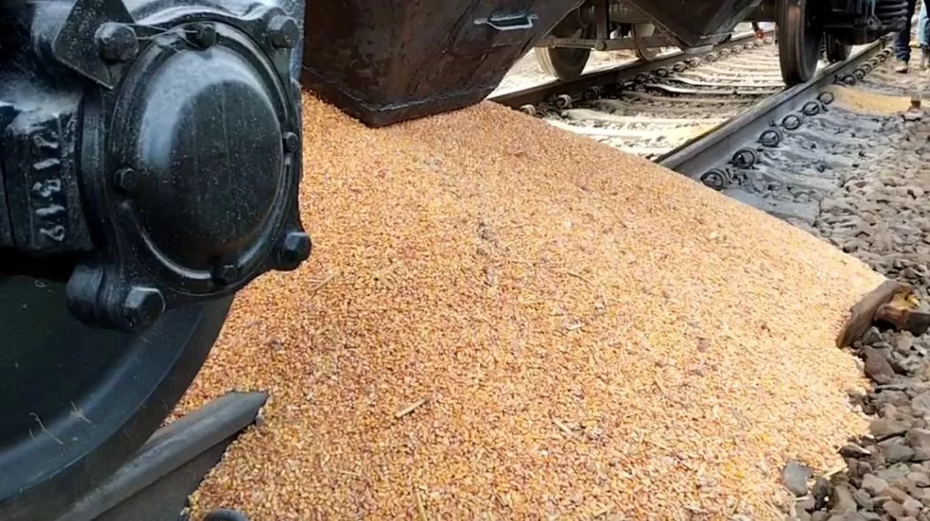 Рассыпанное украинское зерно на КПП "Медика" 20 февраля 2024 года / Фото: Суспільне