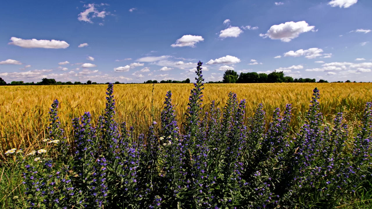 Summer in the field. Chernihiv region / Photo from Facebook Vitaliy Krasnik