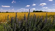 Summer in the field. Chernihiv region / Photo from Facebook Vitaliy Krasnik