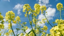 Rapeseed / Photo Latifundist.com