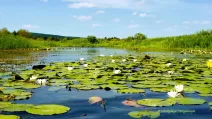 Summer photo trips around Sumy region / Photo from Facebook Volodymyr Tertyshnyk