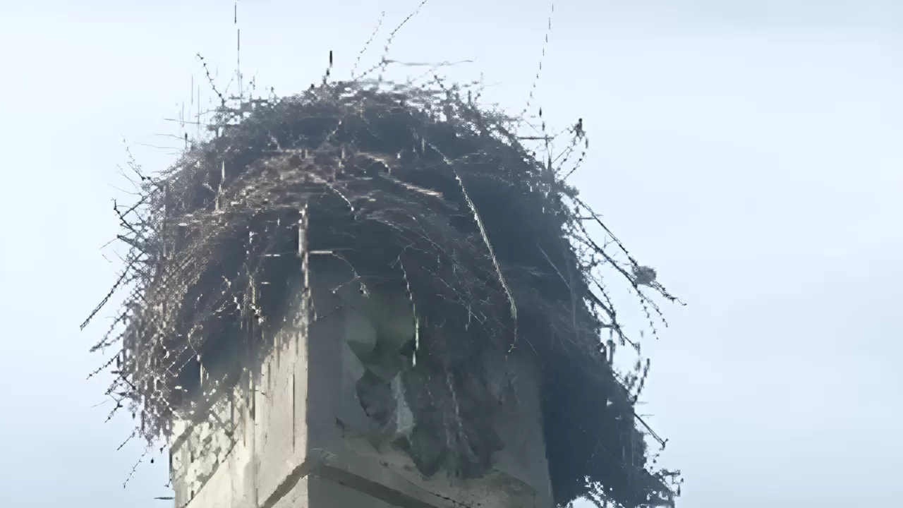 Гніздо лелек / "Деколонізація. Україна"