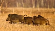 Дикі кабани / Фото: Minupilt.err.ee