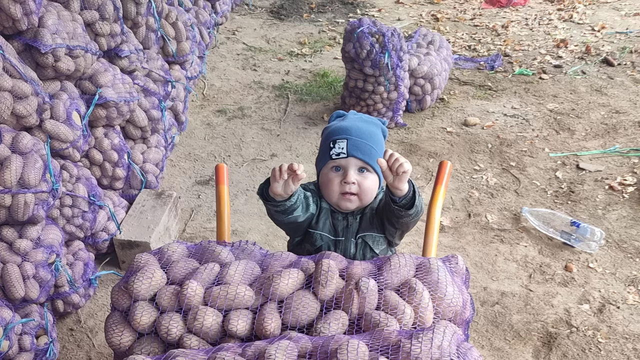 Иллюстративное фото / Фото из Facebook «Картофель. Форум, советы, отзывы»