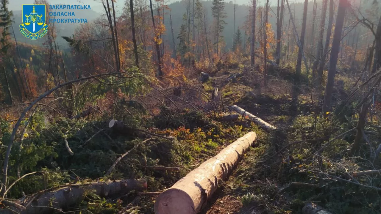 Місце вирубки лісу в Карпатах / Фото: Закарпатська обласна прокуратура