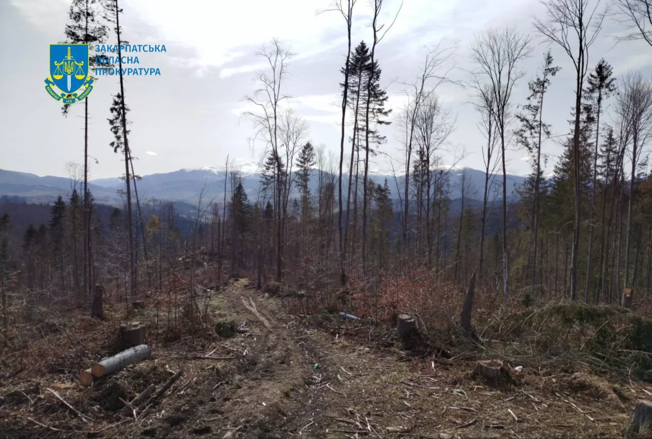 Через недбалість посадовця ДП “Ліси України” у Карпатах було знищено 3400 дерев: сума збитків — майже 56 млн гривень