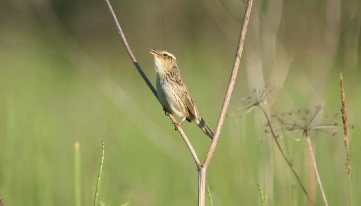 Вертлявая камышовка — исчезающий вид, гнездящийся только на природных торфяниках / Фото: Украинское общество охраны птиц