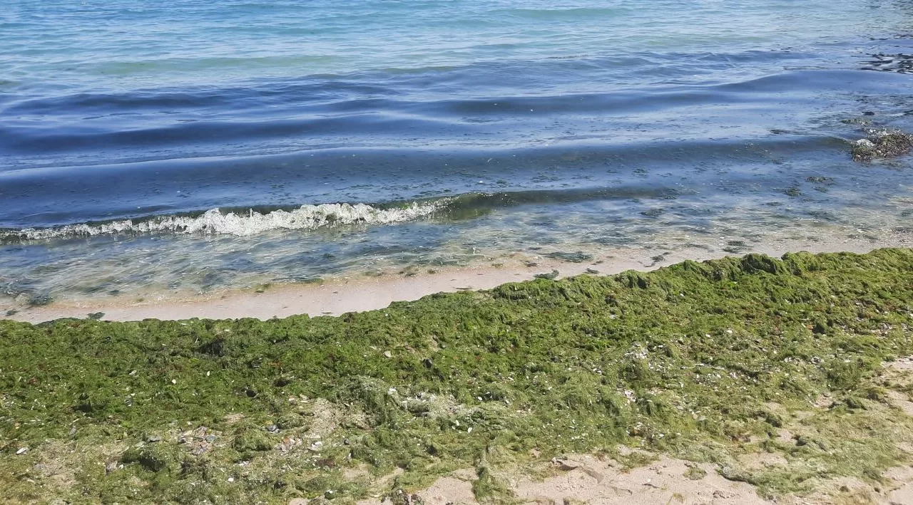 Водорослі на одному з пляжів Одеси / Фото: Державна екологічна інспекція Південно-західного округу