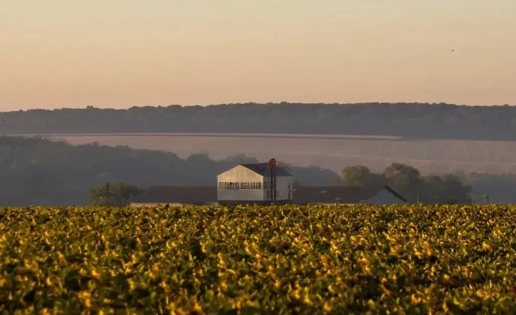 Соняшникове поле / Фото: nataly.apanasenko / instagram