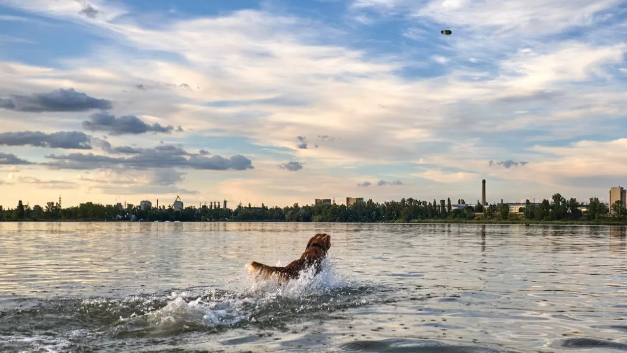 Собака плывет в водоеме / Фото: Facebook/Сергей Козлов