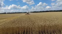 Жнива на Сумщині / Фото: Суспільне