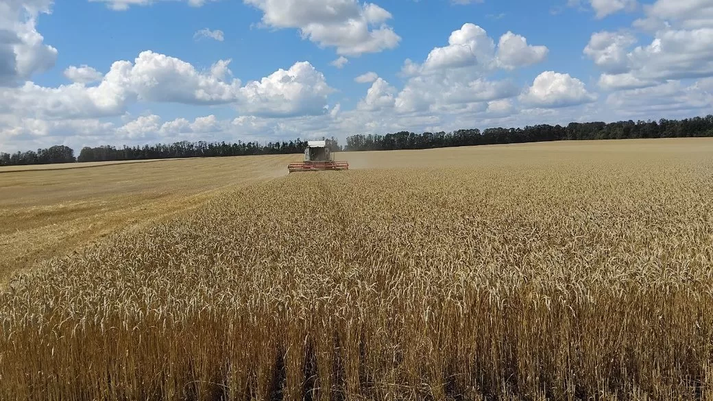 Жнива на Сумщині / Фото: Суспільне