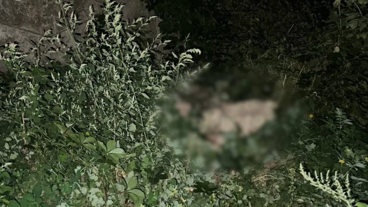 Прокуратура реагирует на жестокое убийство собаки в Харькове / Фото Харьковская областная прокуратура