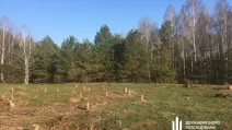 Уничтоженный лес в Киевской области / Фото: ГБР