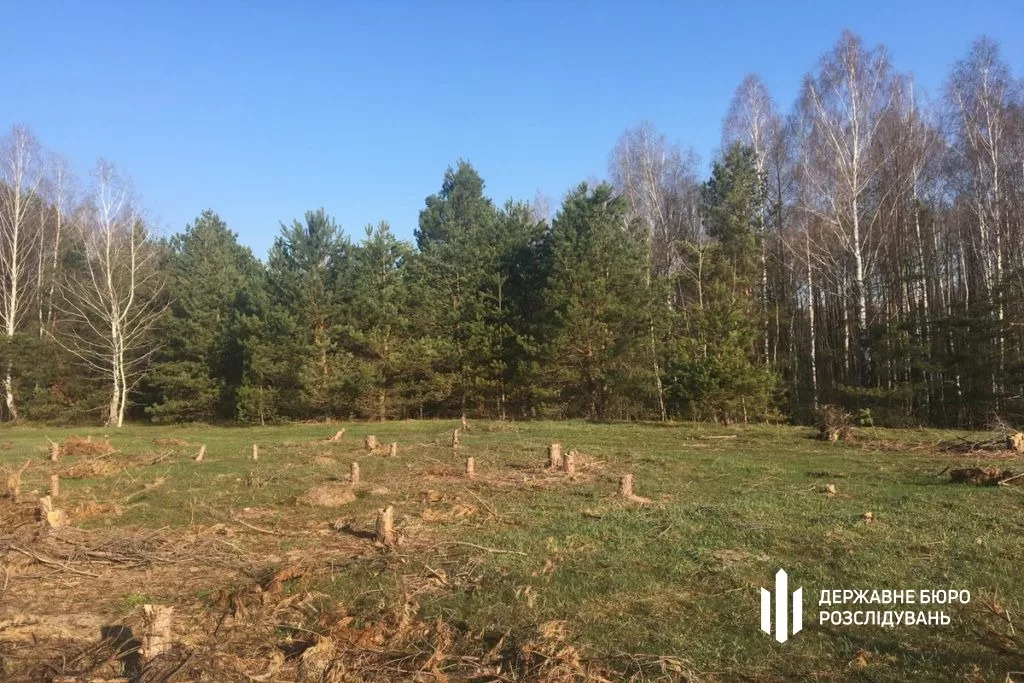 Знищений ліс на Київщині / Фото: ДБР