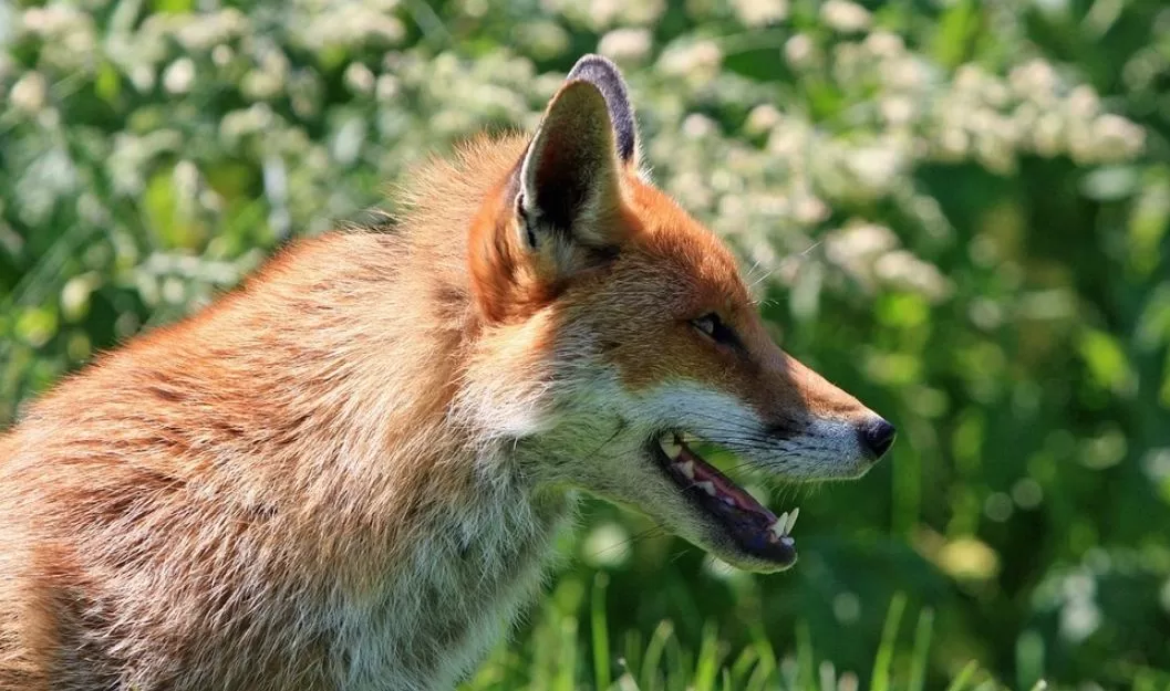 Лисица / Фото: Pixabay