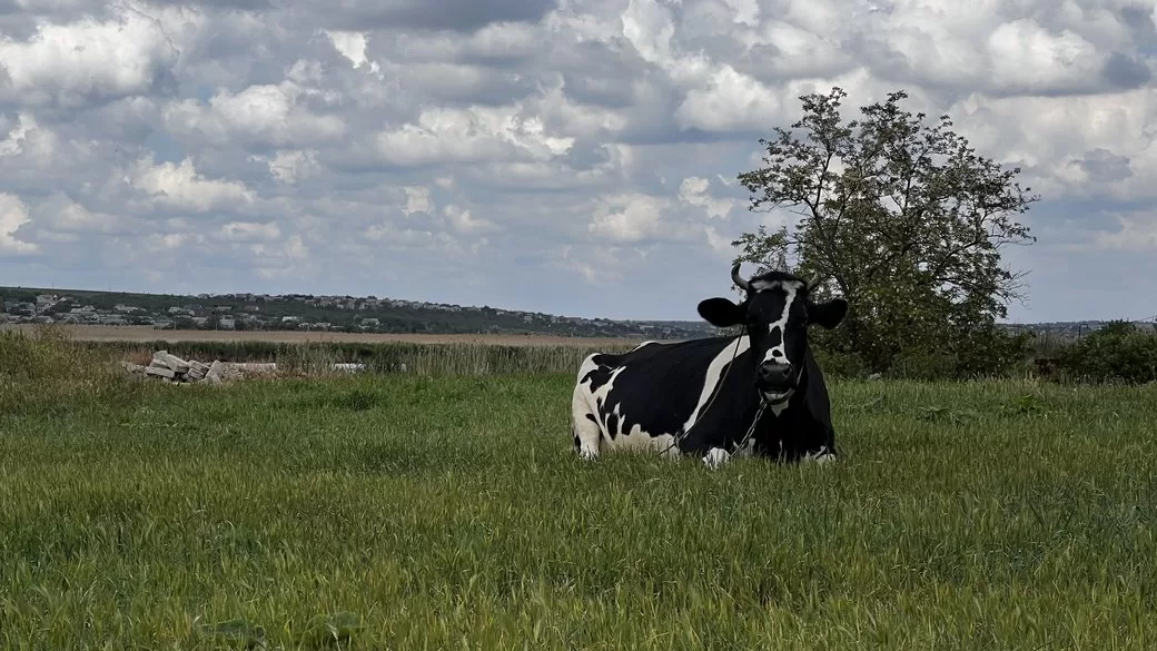 Корова пасеться на Миколаївщині / Фото: Суспільне