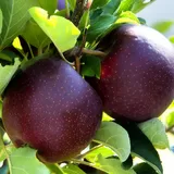 саджанці яблунь