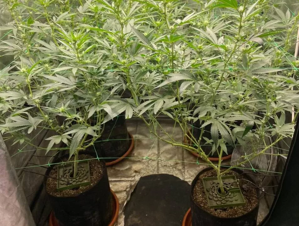 Двое киевлян выращивали марихуану и зарабатывали полмиллиона ежемесячно / Фото: Нацполиция