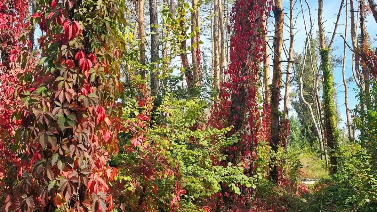 Харків. Григоровський бір / Фото з Facebook Larisa Saksonova
