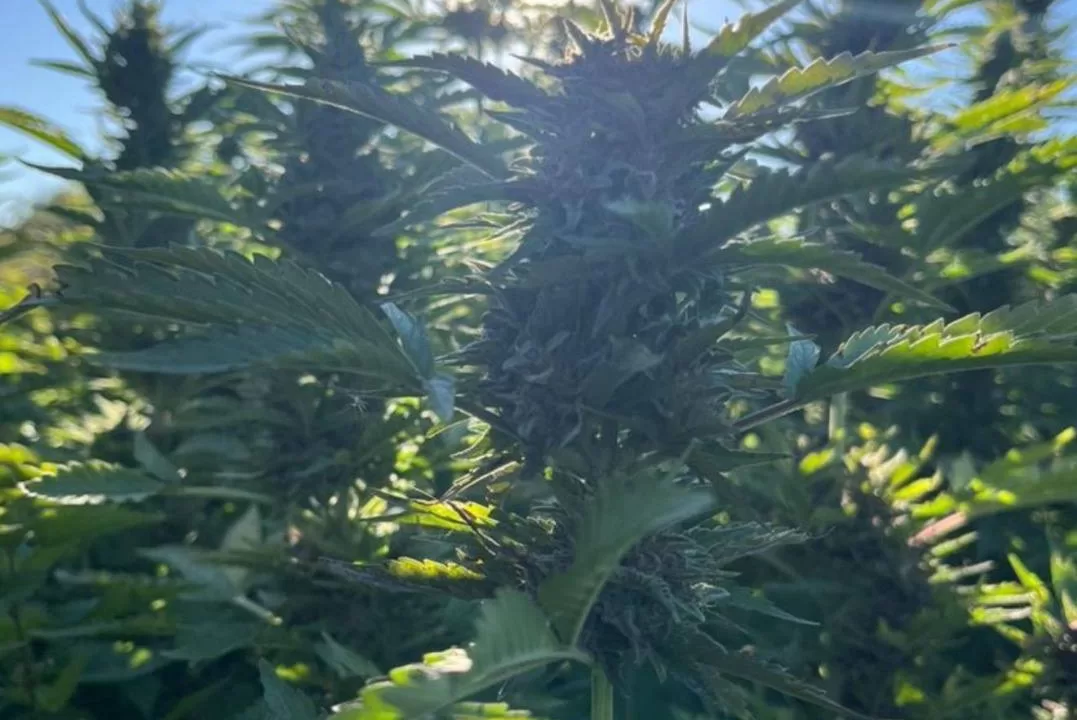 Конопляная плантация в Винницкой области / Фото: Офис Генерального прокурора