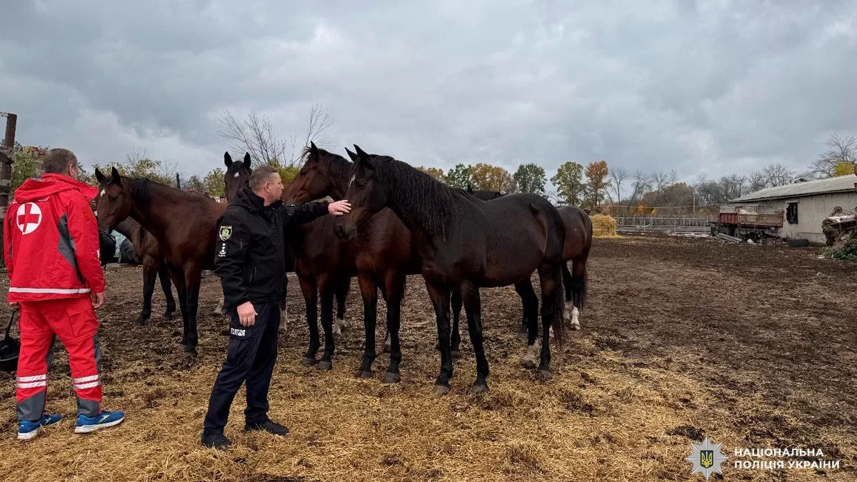 Животное сейчас в приюте «Animals 911 Ukraine», где получает необходимый ветеринарный уход, питание и заботу / Фото Нацполиция