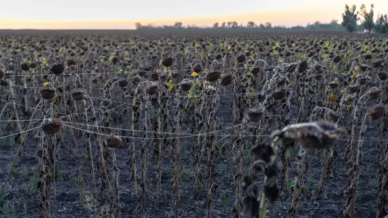 Соняшники, вкриті оптичним волокном, біля Слов'янська, Донецька область / Фото AP