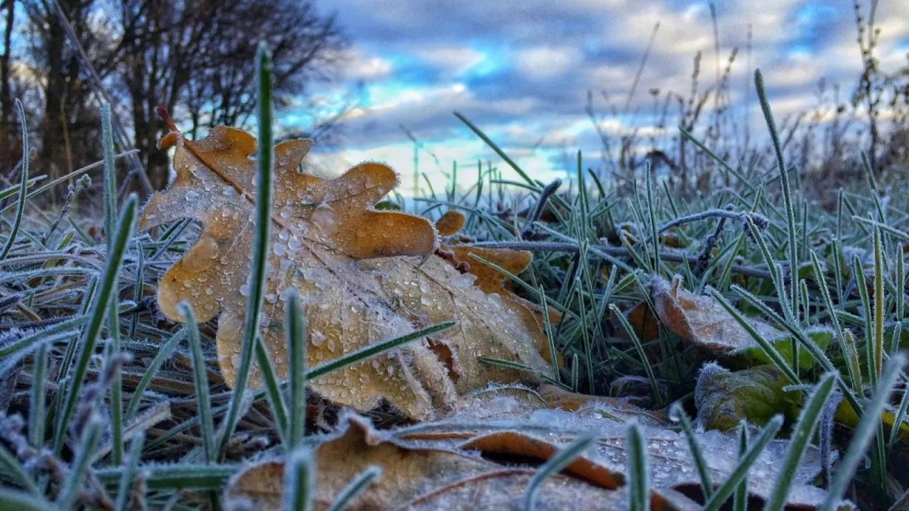 Заморозки на ґрунті /  Фото: blitz.if.ua