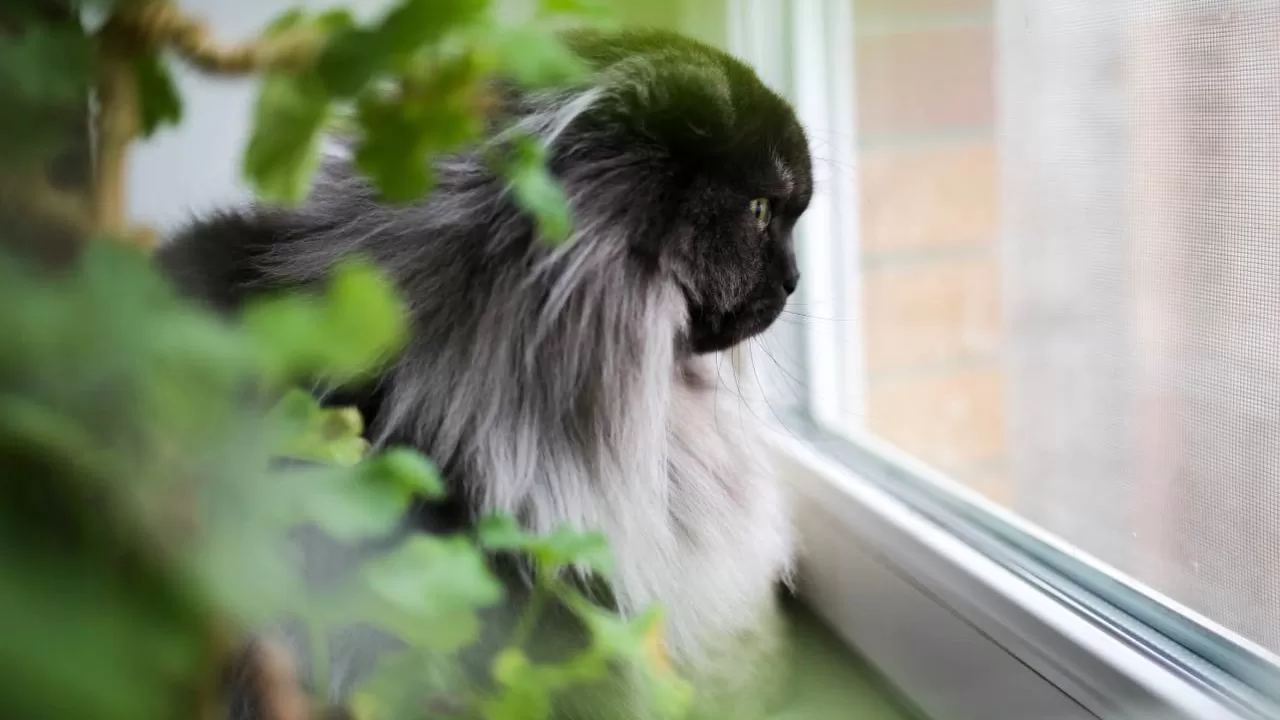 Кіт Тарасунь виглядає потепління / Фото: Наталка Діденко