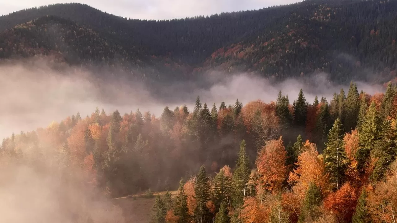 Карпати в жовтому / Фото: Антон Птушкін/Facebook