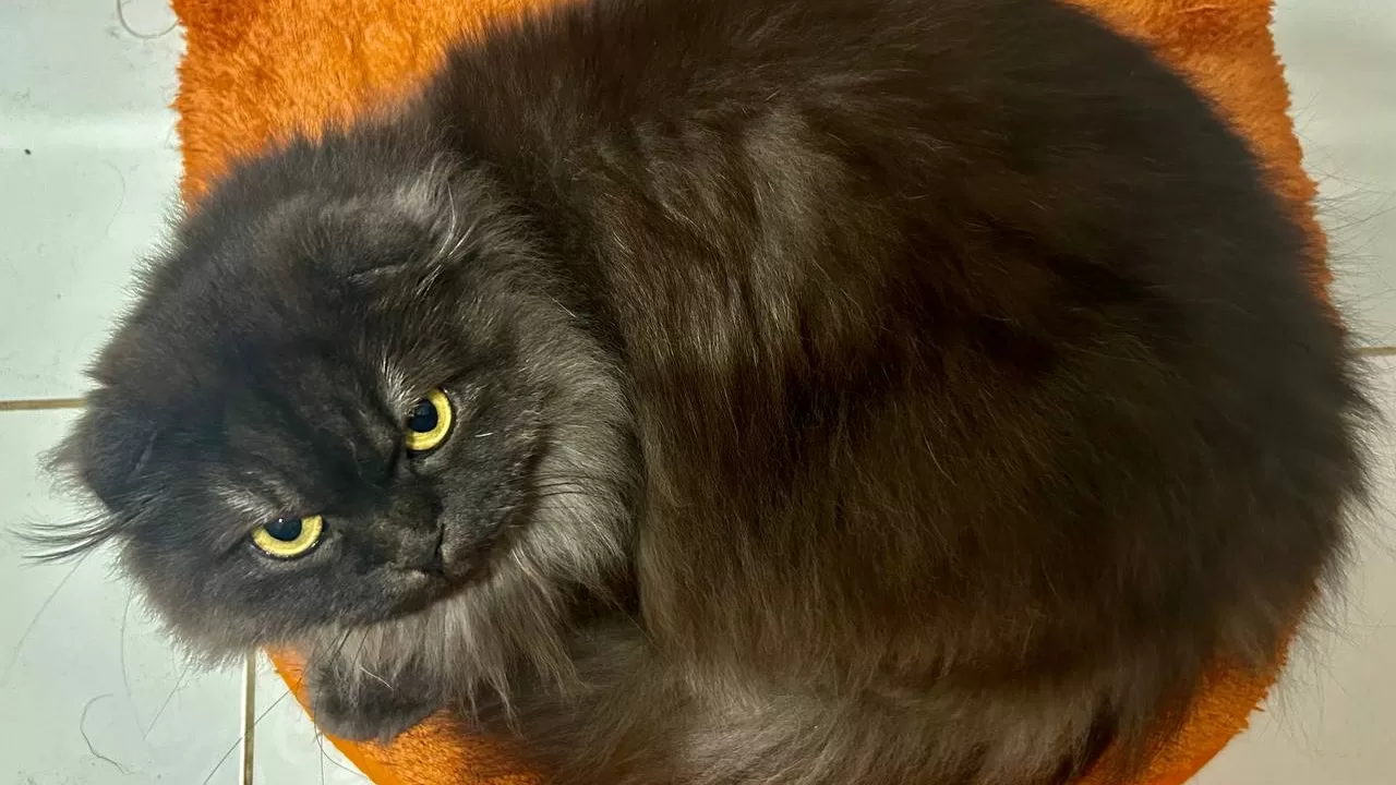 Почти кот Гниздовского / Фото: Наталка Диденко