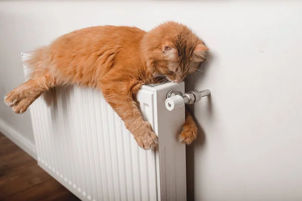 Кіт на батареї / Фото: depositphotos