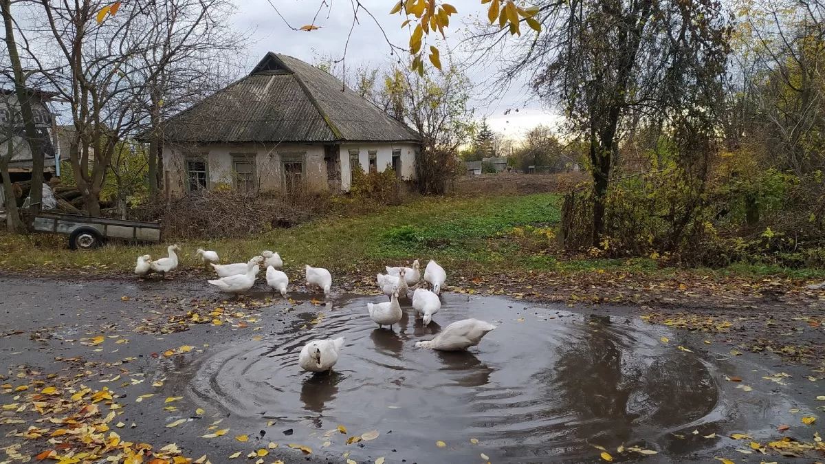 Осенние краски, Полтавщина 2025 г. / Фото из Facebook Mariia Levina