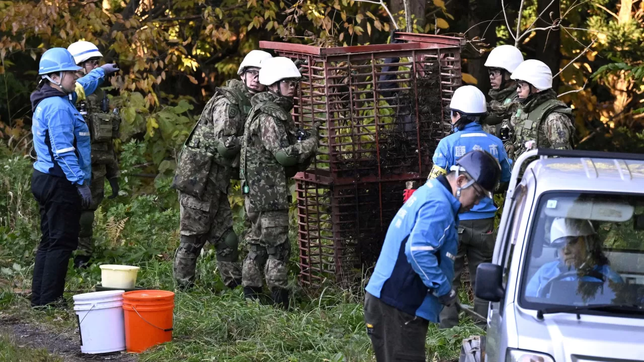 Члени Сил самооборони Японії (JSDF) встановлюють пастку для ведмедів у місті Казуно. 5 листопада 2025 / Фото Kyodo
