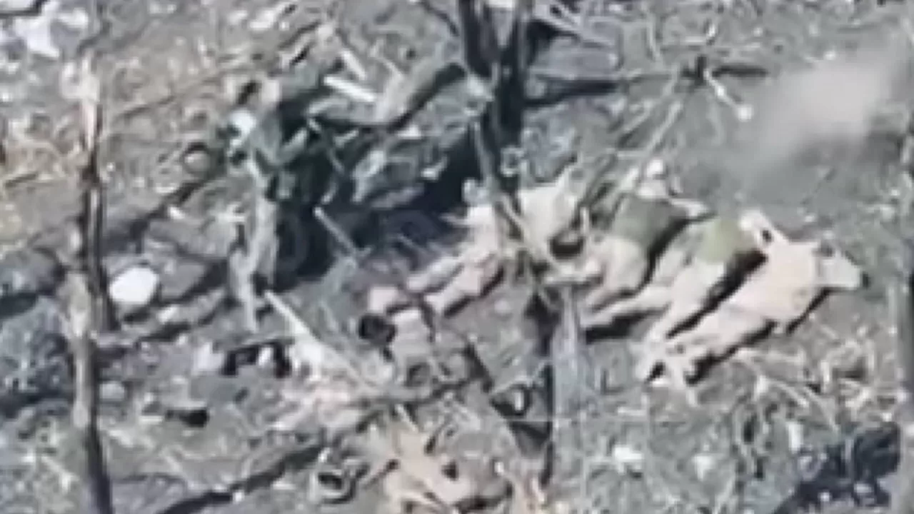 Prosecutors are looking into the shooting of five captured Ukrainian soldiers in the Pokrovsk district / Screenshot from video