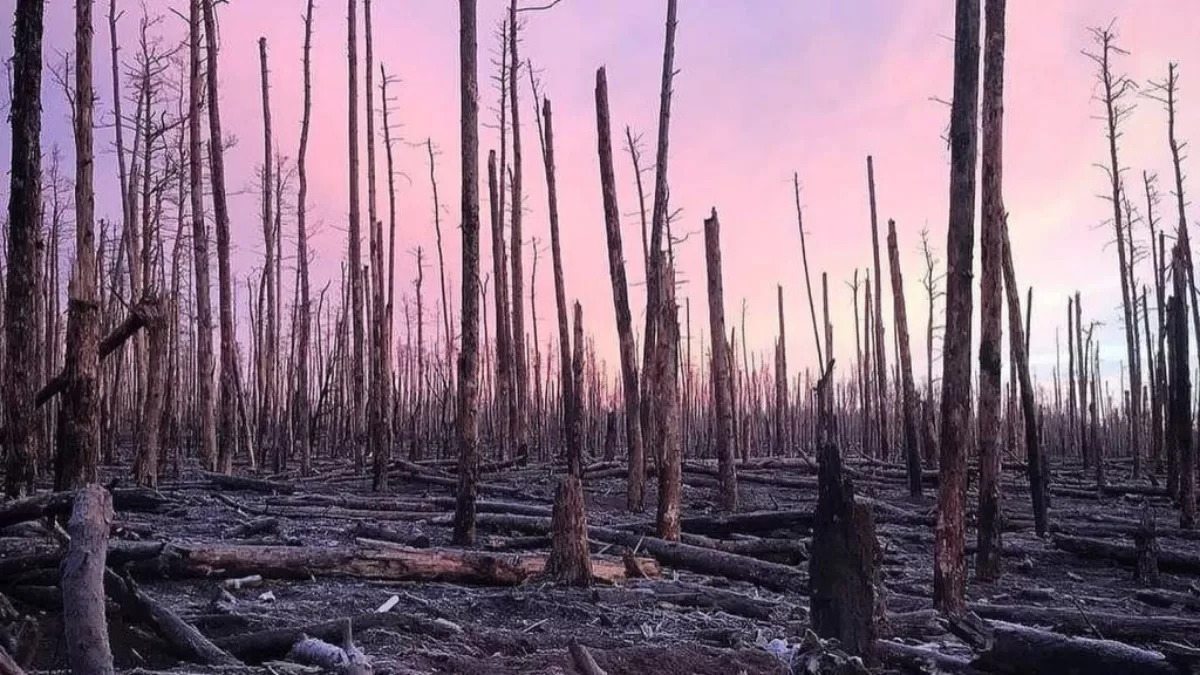 Серебрянське лісництво. Серпень 2024 / Фото з X @Wuschlik