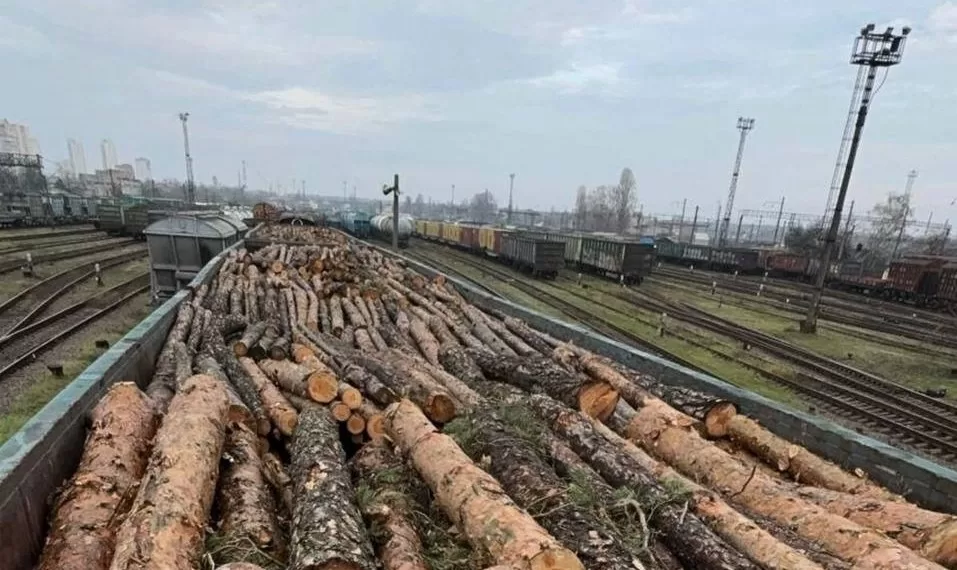 Выявлена самая масштабная схема контрабанды ценной древесины / Фото: Офис генпрокурора