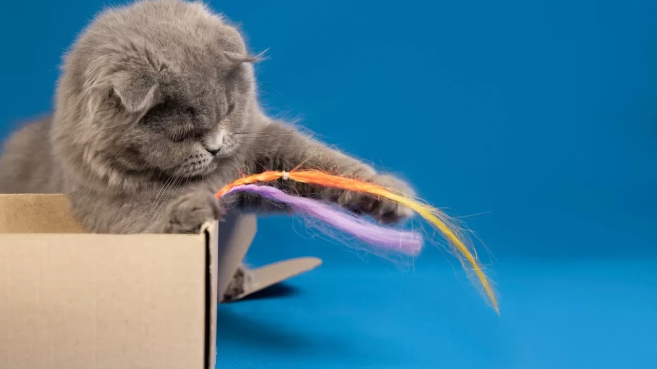 ТОП-10 іграшок, які дійсно подобаються котам