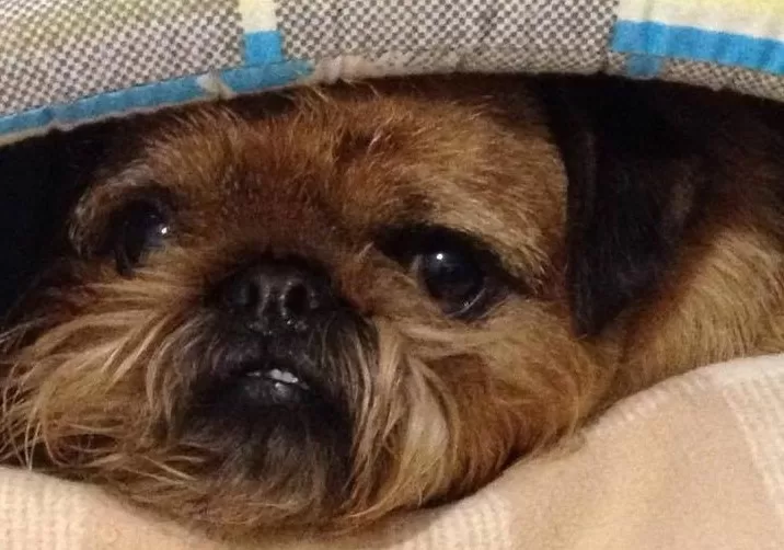 Любовь собак и людей доказана исследованиями / Фото: Виктор Алексеев/Facebook